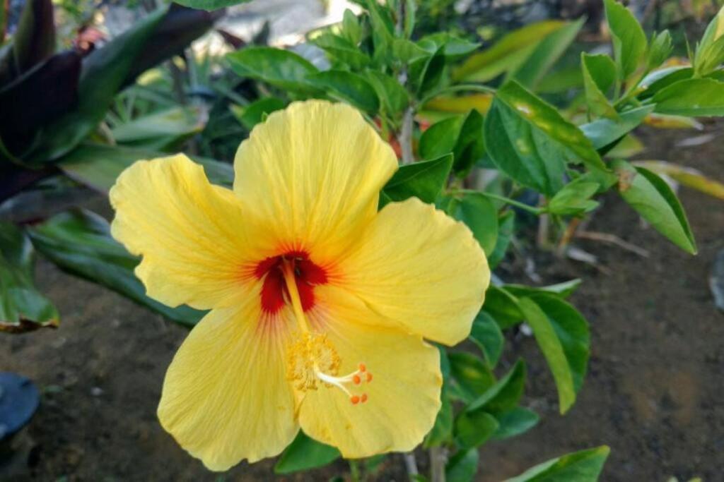 Pahoa Paradise Palms Zewnętrze zdjęcie
