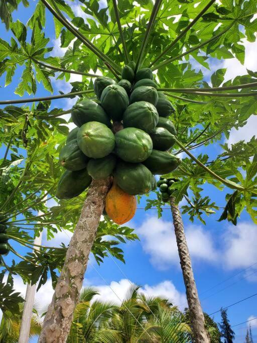Pahoa Paradise Palms Zewnętrze zdjęcie